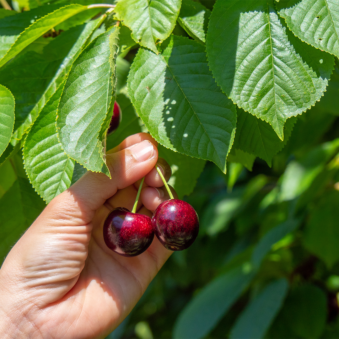 Cherry New Zealand